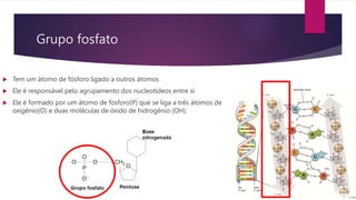 Grupo fosfato
 Tem um átomo de fósforo ligado a outros átomos
 Ele é responsável pelo agrupamento dos nucleotídeos entre si
 Ele é formado por um átomo de fosforo(P) que se liga a três átomos de
oxigênio(O) e duas moléculas de óxido de hidrogênio (OH).
 