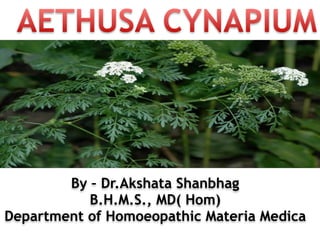 AETHUSA CYNAPIUM
By – Dr.Akshata Shanbhag
B.H.M.S., MD( Hom)
Department of Homoeopathic Materia Medica
 