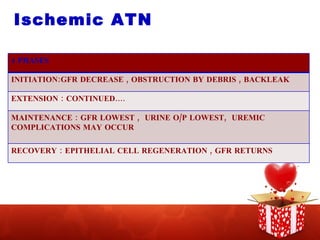 Ischemic ATN 4 PHASES INITIATION:GFR DECREASE , OBSTRUCTION BY DEBRIS , BACKLEAK EXTENSION : CONTINUED…. MAINTENANCE : GFR LOWEST ,  URINE O/P LOWEST,  UREMIC COMPLICATIONS MAY OCCUR RECOVERY : EPITHELIAL CELL REGENERATION , GFR RETURNS 
