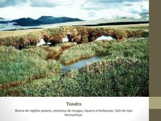 Tundra
Bioma de regiões polares, presença de musgos, líquens e herbáceas. Solo do tipo
Permasfrost.
 