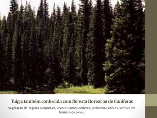 Taiga:tambémconhecidacomflorestaBorealoudeConíferas
Vegetação de regiões subpolares, árvores como coníferas, pinheiros e abetos, sempre em
formato de cones.
 