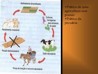 •Prática de uma
agricultura sem
pousio
•Prática da
pecuária
 