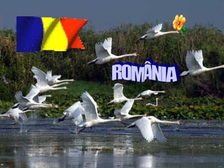 ROMÂNIA 