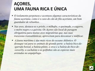 AÇORES, 
UMA FAUNA RICA E ÚNICA 
 O isolamento perpetuou e acentuou algumas características da 
fauna açoriana, como é o caso do cão de fila açoriano, um bom 
guardador de rebanhos. 
 Nas aves, destaca-se o priolo, o milhafre, o queimado, o cagarro, 
o melro negro e a gaivota. Os Açores são local de paragem 
obrigatória para muitas aves migratórias que, nas suas 
travessias transatlânticas, aproveitam para descansar e nidificar. 
 A fauna marítima é das mais ricos do oceano Atlântico. O 
destaque vai para os animais de grande porte: a baleia bico-de- 
-garrafa boreal, a baleia-piloto, a orca e a baleia-de-bico-de- 
-sowerby, o cachalote e os golfinhos são as espécies mais 
avistadas no arquipélago. 
 