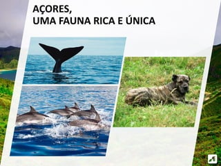 AÇORES, 
UMA FAUNA RICA E ÚNICA 
 