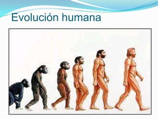 Evolución humana
 