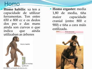 Homo
 Homo habilis: xa ten a
capacidade de utilizar
ferramentas. Ten entre
650 e 800 cc e os dedos
dos pes e das mans
aínda son curvos o que
indica que aínda
utilizaban as árbores
 Homo ergaster: media
1,80 de media, tiña
maior capacidade
cranial (entre 800 e
900) e tiña a cara máis
estilizada.
 