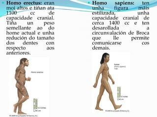  Homo erectus: eran
moi altos e tiñan ata
1100 cc de
capacidade cranial.
Tiña un peso
semellante ao do
home actual e unha
redución do tamaño
dos dentes con
respecto aos
anteriores.
 Homo sapiens: ten
unha figura máis
estilizada, unha
capacidade cranial de
cerca 1400 cc e ten
desarollada a
circunvalación de Broca
que lle permite
comunicarse cos
demais.
 
