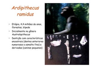 Ardipithecus
    ramidus
• Etiópia, 4,4 milhões de anos,
  florestas, bípede
• Inicialmente no gênero
  Australopithecus
• Dentição com características
  ancestrais (dentes anteriores
  numerosos e esmalte fino) e
  derivadas (caninos pequenos)
 
