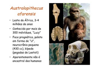 Australopithecus
   afarensis
• Leste da África, 3-4
  milhões de anos
• Conhecido por mais de
  300 indivíduos, “Lucy”
• Face prognática, palato
  em forma de “U”,
  neurocrânio pequeno
  (430 cc), bípede
  (pegadas de Laetoli)
• Aparentemente não é
  ancestral dos humanos
 