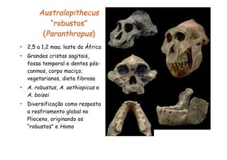 Australopithecus
          “robustos”
        (Paranthropus)
• 2,5 a 1,2 maa; leste da África
• Grandes cristas sagitais,
  fossa temporal e dentes pós-
  caninos, corpo maciço;
  vegetarianos, dieta fibrosa
• A. robustus, A. aethiopicus e
  A. boisei
• Diversificação como resposta
  a resfriamento global no
  Plioceno, originando os
  “robustos” e Homo
 
