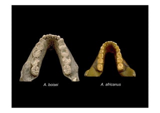 A. boisei   A. africanus
 