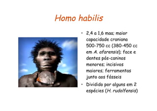 Homo habilis
      • 2,4 a 1,6 maa; maior
        capacidade craniana
        500-750 cc (380-450 cc
        em A. afarensis); face e
        dentes pós-caninos
        menores; incisivos
        maiores; ferramentas
        junto aos fósseis
      • Dividido por alguns em 2
        espécies (H. rudolfensis)
 