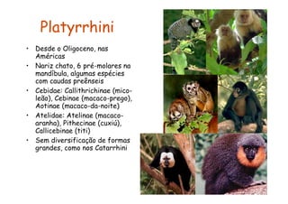 Platyrrhini
• Desde o Oligoceno, nas
  Américas
• Nariz chato, 6 pré-molares na
  mandíbula, algumas espécies
  com caudas preênseis
• Cebidae: Callithrichinae (mico-
  leão), Cebinae (macaco-prego),
  Aotinae (macaco-da-noite)
• Atelidae: Atelinae (macaco-
  aranha), Pithecinae (cuxiú),
  Callicebinae (titi)
• Sem diversificação de formas
  grandes, como nos Catarrhini
 