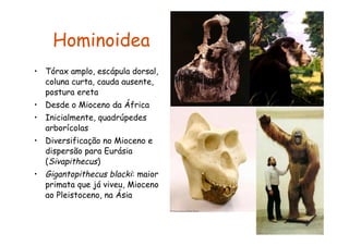 Hominoidea
• Tórax amplo, escápula dorsal,
  coluna curta, cauda ausente,
  postura ereta
• Desde o Mioceno da África
• Inicialmente, quadrúpedes
  arborícolas
• Diversificação no Mioceno e
  dispersão para Eurásia
  (Sivapithecus)
• Gigantopithecus blacki: maior
  primata que já viveu, Mioceno
  ao Pleistoceno, na Ásia
 