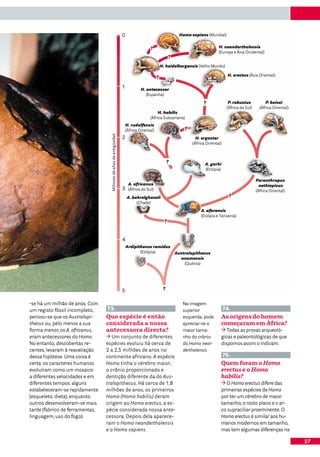 0                                      Homo sapiens (Mundial)


                                                                                      ?                                         H. neanderthalensis
                                                                                                                                (Europa e Ásia Ocidental)
                                                                                                     ?
                                                                                               H. heidelbergensis (Velho Mundo)

                                                                                                                                       H. erectus (Ásia Oriental)
                                                                                           ?
                                                                    1           H. antecessor
                                                                                   (Espanha)

                                                                                                                       ?               P. robustus            P. boisei
                                                                                                                                      (África do Sul)     (África Oriental)
                                                                                           H. habilis
                                                                                      (África Subsariana)
                                                                    H. rudolfensis
                                                                    (África Oriental)                        ?
                                   Millones de años de antigüedad




                                                                    2                                              H. ergaster
                                                                                                                 (África Oriental)



                                                                                                    ?                   A. garhi
                                                                                                                        (Etiópia)

                                                                                                                                                        Paranthropus
                                                                         A. africanus                                                                     aethiopicus
                                                                    3    (África do Sul)                                                                (África Oriental)
                                                                        A. bahrelghazali                                               ?
                                                                             (Chade)
                                                                                                                      A. afarensis
                                                                                                                      (Etiópia e Tanzania)
                                                                                                 ?


                                                                    4
                                                                        Ardipithecus ramidus
                                                                               (Etiópia)                 Australopithecus
                                                                                                           anamensis
                                                                                                             (Quénia)




                                                                    5                           ?

-se há um milhão de anos. Com                                                                               Na imagem
um registo fóssil incompleto,    73.                                                                        superior                 74.
pensou-se que os Australopi-     Que espécie é então                                                        esquerda, pode       As origens do homem
thecus ou, pelo menos a sua      considerada a nossa                                                        apreciar-se o        começaram em África?
forma menor, os A. africanus,    antecessora directa?                                                       maior tama-             Todas as provas arqueoló-
eram antecessores do Homo.          Um conjunto de diferentes                                               nho do crânio        gicas e paleontológicas de que
No entanto, descobertas re-      espécies evoluiu há cerca de                                               do Homo near-        dispomos assim o indicam.
centes, levaram à reavaliação    2 a 2,5 milhões de anos no                                                 derthalensis
dessa hipótese. Uma coisa é      continente africano. A espécie                                                                      75.
certa: os caracteres humanos     Homo tinha o cérebro maior,                                                                     Quem foram o Homo
evoluíram como um mosaico        o crânio proporcionado e                                                                        erectus e o Homo
a diferentes velocidades e em    dentição diferente da do Aus-                                                                   habilis?
diferentes tempos: alguns        tralopithecus. Há cerca de 1,8                                                                     O Homo erectus difere das
estabeleceram-se rapidamente     milhões de anos, os primeiros                                                                   primeiras espécies de Homo
(esqueleto, dieta), enquanto     Homo (Homo habilis) deram                                                                       por ter um cérebro de maior
outros desenvolveram-se mais     origem ao Homo erectus, a es-                                                                   tamanho, o rosto plano e o ar-
tarde (fabrico de ferramentas,   pécie considerada nossa ante-                                                                   co supraciliar proeminente. O
linguagem, uso do fogo).         cessora. Depois dela aparece-                                                                   Homo erectus é similar aos hu-
                                 ram o Homo neanderthalensis                                                                     manos modernos em tamanho,
                                 e o Homo sapiens.                                                                               mas tem algumas diferenças na

                                                                                                                                                                              27
 