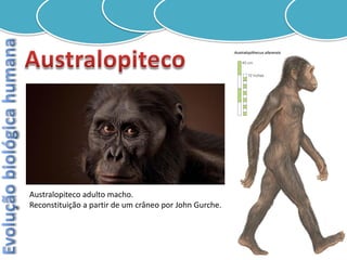 Australopiteco adulto macho.
Reconstituição a partir de um crâneo por John Gurche.
 