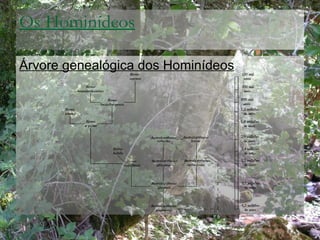 Os Hominídeos <ul><li>Árvore genealógica dos Hominídeos </li></ul>