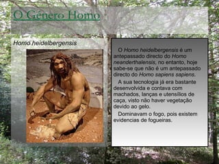 O Género Homo <ul><li>Homo heidelbergensis </li></ul>O  Homo heidelbergensis  é um antepassado directo do  Homo neandertha...