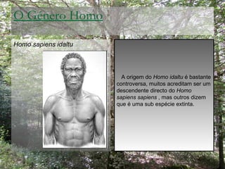 O Género Homo <ul><li>Homo sapiens idaltu   </li></ul>A origem do  Homo idaltu  é bastante controversa, muitos acreditam s...