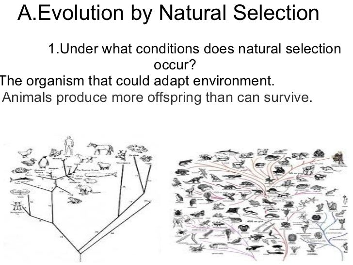 Under What Conditions Does Natural Selection Occur Under What Conditions Does Natural Selection Occur