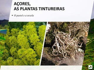  O pastel e a urzela
AÇORES,
AS PLANTAS TINTUREIRAS
 