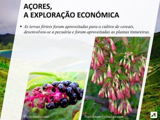  As terras férteis foram aproveitadas para o cultivo de cereais,
desenvolveu-se a pecuária e foram aproveitadas as plantas tintureiras.
AÇORES,
A EXPLORAÇÃO ECONÓMICA
Vaccinium cylindraceumPhytolaccaceae
 