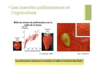 + Les insectes pollinisateurs et
  l’agriculture




                             © - B. Vaissière – INRA                 CASF – CC-BY-SA-3.0




    La pollinisation influence le nombre, la taille et la forme des fruits.
 
