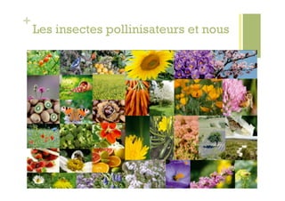 +
    Les insectes pollinisateurs et nous
 