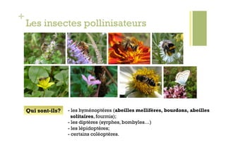 +
    Les insectes pollinisateurs




    Qui sont-ils?   -  les hyménoptères (abeilles mellifères, bourdons, abeilles
                      solitaires, fourmis);
                    -  les diptères (syrphes, bombyles…)
                    -  les lépidoptères;
                    -  certains coléoptères.
 