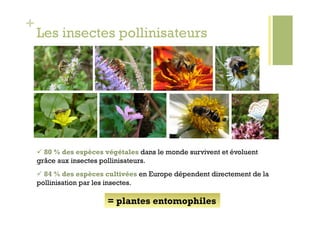 +
    Les insectes pollinisateurs




      80 % des espèces végétales dans le monde survivent et évoluent
    grâce aux insectes pollinisateurs.
      84 % des espèces cultivées en Europe dépendent directement de la
    pollinisation par les insectes.

                        = plantes entomophiles
 