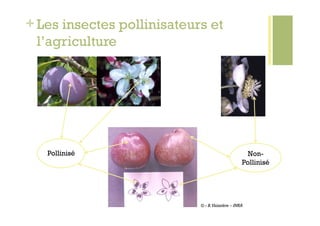 + Les insectes pollinisateurs et
  l’agriculture




   Pollinisé                                        Non-
                                                  Pollinisé




                            © - B. Vaissière – INRA
 