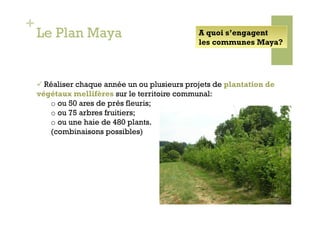 +
    Le Plan Maya                                A quoi s’engagent
                                                les communes Maya?




      Réaliser chaque année un ou plusieurs projets de plantation de
    végétaux mellifères sur le territoire communal:
       o  ou 50 ares de prés fleuris;
       o  ou 75 arbres fruitiers;
       o  ou une haie de 480 plants.
       (combinaisons possibles)
 