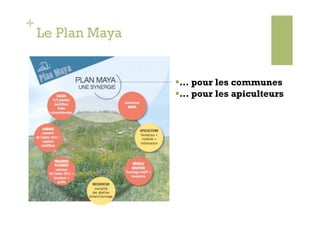 +
    Le Plan Maya


                    … pour les communes
                    … pour les apiculteurs
 