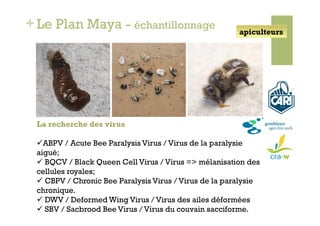 + Le Plan Maya - échantillonnage                        apiculteurs




 La recherche des virus

  ABPV / Acute Bee Paralysis Virus / Virus de la paralysie
 aiguë;
   BQCV / Black Queen Cell Virus / Virus => mélanisation des
 cellules royales;
   CBPV / Chronic Bee Paralysis Virus / Virus de la paralysie
 chronique.
   DWV / Deformed Wing Virus / Virus des ailes déformées
   SBV / Sacbrood Bee Virus / Virus du couvain sacciforme.
 