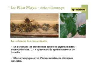+ Le Plan Maya - échantillonnage                          apiculteurs




 La recherche des contaminants

   En particulier les insecticides agricoles (pyréthrinoïdes,
 néonocotinoïdes…) => agissent sur le système nerveux de
 l’abeille.

   Effets synergiques avec d’autres substances chimiques
 agricoles.
 