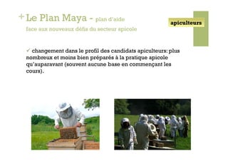 + Le Plan Maya - plan d’aide                              apiculteurs
  face aux nouveaux défis du secteur apicole


    changement dans le profil des candidats apiculteurs: plus
  nombreux et moins bien préparés à la pratique apicole
  qu’auparavant (souvent aucune base en commençant les
  cours).
 