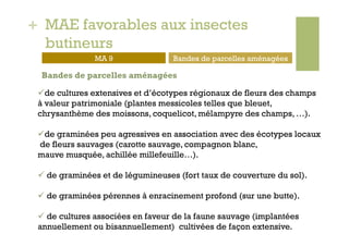 + MAE favorables aux insectes
  butineurs
               MA 9                Bandes de parcelles aménagées

 Bandes de parcelles aménagées

  de cultures extensives et d’écotypes régionaux de fleurs des champs
 à valeur patrimoniale (plantes messicoles telles que bleuet,
 chrysanthème des moissons, coquelicot, mélampyre des champs, …).

  de graminées peu agressives en association avec des écotypes locaux
 de fleurs sauvages (carotte sauvage, compagnon blanc,
 mauve musquée, achillée millefeuille…).

   de graminées et de légumineuses (fort taux de couverture du sol).

   de graminées pérennes à enracinement profond (sur une butte).

   de cultures associées en faveur de la faune sauvage (implantées
 annuellement ou bisannuellement) cultivées de façon extensive.
 