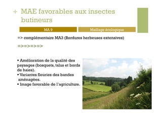 + MAE favorables aux insectes
  butineurs
                MA 9                    Maillage écologique

 => complémentaire MA3 (Bordures herbeuses extensives)

 =>=>=>=>

   Amélioration de la qualité des
 paysages (bosquets, talus et bords
 de haies).
   Variantes fleuries des bandes
  aménagées.
   Image favorable de l’agriculture.
 