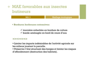 + MAE favorables aux insectes
  butineurs
               MA 3                       Maillage écologique


    Bordures herbeuses extensives:

           tournière enherbée en bordure de culture
           bande aménagée en bord de cours d’eau

  =>=>=>=>
    Limiter les impacts indésirables de l'activité agricole sur
  les milieux jouxtant la parcelle.
    Préserver l’état structurel des berges et limiter les risques
  d’effondrement (destruction des habitats).
 