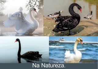 Na Natureza.
 