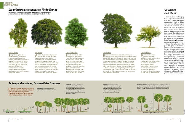 images-et-noms-des-arbres-forestiers