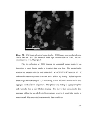 Figure 52: SEM image of native human insulin. SEM images were conducted using
Tescan MIRA3 LMU Field Emission under high vacuum mode at 10 kV, and at a
scanning speed of 32.00 µs / pixel.
Prior to performing any SEM imaging on aggregated human insulin it was
interesting to image human insulin in its native state over time. The human insulin
solution was prepared using the usual protocol (0.1 M NaCl / 12 M HCl solution, pH 1.6)
and stored at room temperature for several weeks without any heating. By looking at the
SEM image obtained in Figure 53, it was clearly evident that native human insulin does
aggregate slowly at room temperature. The spheres were starting to aggregate together
and eventually form a more fibrillar structure. This showed that human insulin does
aggregate without the use of elevated temperatures; however, it would take months to
years to reach fully aggregated structures under these conditions.
139
 