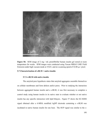 Figure 56: SEM image of 2 mg / mL protofibrillar human insulin gel stored at room
temperature for weeks. SEM images were conducted using Tescan MIRA3 LMU Field
Emission under high vacuum mode at 10 kV, and at a scanning speed of 32.00 µs / pixel.
5.7 Characterization of s-BLM + native insulin
5.7.1 s-BLM with native insulin
The amyloid pore hypothesis states that amyloid aggregates assemble themselves
on cellular membranes and form defects and/or pores. Prior to studying the interaction
between aggregated human insulin and a s-BLM, it was first necessary to complete a
control study using human insulin in its native state to evaluate whether or not native
insulin has any specific interaction with lipid bilayers. Figure 57 shows the EC-SERS
signal obtained after a 6-MHA modified AgNP electrode containing a s-BLM was
incubated in native human insulin for one hour. The OCP signal was similar to the s-
145
 
