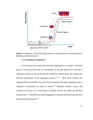 Figure 5: Illustration of the fibrillization process of protein and the associated phases.
Reproduced with permission.51
2.1.4 Amyloid pore hypothesis
It is becoming increasingly clear that protein aggregation is a complex, non-linear
process, involving several kinds of intermediates. In the past decade there has been a
substantial amount of research focused on identifying, characterizing, and isolating the
different intermediates of the aggregation process.45,52,53
Most recent evidence has
suggested that amyloid fibrils may not be the toxic species, but smaller aggregates such as
oligomers or protofibrils are likely to blame.52,53
Oligomers (dimers, trimers, and
tetramers) are clusters of a small number of peptides that do not exhibit any fibrillary
characteristics.26
Protofibrils are protein aggregates of clustered spherical beads that have
significant β-sheet structure.26
17
 