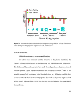Figure 6: Illustration of the correlation between pore activity and cell toxicity for various
sizes of amyloid-β aggregates. Reproduced with permission.52
2.2 Cell membranes
2.2.1 Cell membranes: structure and function
One of the most important cellular structures is the plasma membrane, the
complex envelope that separates the interior of the cell from extracellular components.
The thickness of the membrane varies between 5-10 nm depending on the composition of
different proteins, lipids, lipopolysaccharides and glycopolysaccharides.62
Due to the
ultrathin nature of cell membranes, it has historically been very difficult to establish their
existence and study their structure and properties. Research developments in physics had
a huge impact towards characterizing the structure and understanding the properties of
biomembranes.
21
 
