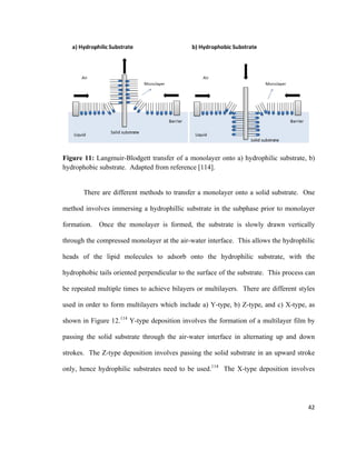 Figure 11: Langmuir-Blodgett transfer of a monolayer onto a) hydrophilic substrate, b)
hydrophobic substrate. Adapted from reference [114].
There are different methods to transfer a monolayer onto a solid substrate. One
method involves immersing a hydrophillic substrate in the subphase prior to monolayer
formation. Once the monolayer is formed, the substrate is slowly drawn vertically
through the compressed monolayer at the air-water interface. This allows the hydrophilic
heads of the lipid molecules to adsorb onto the hydrophilic substrate, with the
hydrophobic tails oriented perpendicular to the surface of the substrate. This process can
be repeated multiple times to achieve bilayers or multilayers. There are different styles
used in order to form multilayers which include a) Y-type, b) Z-type, and c) X-type, as
shown in Figure 12.114
Y-type deposition involves the formation of a multilayer film by
passing the solid substrate through the air-water interface in alternating up and down
strokes. The Z-type deposition involves passing the solid substrate in an upward stroke
only, hence hydrophilic substrates need to be used.114
The X-type deposition involves
42
 