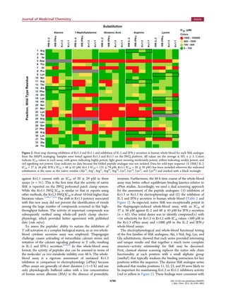 against Kv1.1 current with an IC50 of 20 ± 29 pM in these
assays (n = 31). This is the ﬁrst time that the activity of native
ShK is reported on the IWQ perforated patch clamp system.
While the Kv1.1 IWQ IC50 is similar to that in reports using
other methods, the Kv1.3 IWQ IC50 is about 10-fold higher than
literature values.7,16b,17,21b
The shift in Kv1.3 potency associated
with this new assay did not prevent the identiﬁcation of trends
among the large number of compounds screened in this high-
throughput fashion. The activity of important compounds was
subsequently veriﬁed using whole-cell patch clamp electro-
physiology, which provided better agreement with published
data (vide infra).
To assess the peptides’ ability to sustain the inhibition of
T cell activation in a complex biological matrix, an ex vivo whole-
blood cytokine secretion assay was employed. Thapsigargin
challenge causes unloading of intracellular calcium stores and
initiation of the calcium signaling pathway in T cells, resulting
in IL-2 and IFN-γ secretion.6,24,26
In this whole-blood assay
format, the activity of peptides also can be assessed in terms of
the molecules’ ex vivo metabolic stability over 48 h. The whole-
blood assay is a rigorous assessment of sustained Kv1.3
inhibition in comparison to electrophysiology (ePhys) because
ePhys assays are generally of short duration (<1−2 h) and use
only physiologically buﬀered saline with a low concentration
of bovine serum albumin (BSA) in the absence of proteolytic
enzymes. Furthermore, the 48 h time course of the whole-blood
assay may better reﬂect equilibrium binding kinetics relative to
ePhys studies. Accordingly, we used a dual screening approach
for the assessment of the peptide analogues: (1) inhibition of
Kv1.3 or Kv1.1 by electrophysiology and (2) the inhibition of
IL-2 and IFN-γ secretion in human whole blood (Table 2 and
Figure 2). As expected, native ShK was exceptionally potent in
the thapsigargin-induced whole-blood assay, with an IC50 of
37 ± 36 pM against IL-2 and 48 ± 43 pM for IFN-γ secretion
(n = 42). Our initial desire was to identify compound(s) with
>5× selectivity for Kv1.3 vs Kv1.1 with IC50 values <500 pM in
the Kv1.3 ePhys assay and <1000 pM in the IL-2 and IFN-γ
whole-blood assays.
The electrophysiological and whole-blood functional testing
of the ﬁve families of ShK analogues, Ala, 1-Nal, Arg, Lys, and
Glu substitutions, showed that each series provided interesting
and unique results and that together a much more complete
structure−activity relationship for ShK may be discerned.
First, classical alanine scanning replaces the native side chain
functionality at each position with a small aliphatic group
(methyl) that typically weakens the binding interaction for key
positions within the sequence. The alanine ShK analogue series
indicated that residue positions 11, 22, 23, and 29 were likely to
be important for maintaining Kv1.3 or Kv1.1 inhibitory activity
(red or yellow in Figure 2). These ﬁndings were consistent with
Figure 2. Heat map showing inhibition of Kv1.3 and Kv1.1 and inhibition of IL-2 and IFN-γ secretion in human whole blood for each ShK analogue
from the MAPS analoging. Samples were tested against Kv1.3 and Kv1.1 on the IWQ platform. All values are the average ± SD; n ≥ 2. Colors
indicate IC50 values in each assay, with green indicating highly potent, light green meaning moderately potent, yellow indicating weakly potent, and
red signifying not potent. Gray indicates no data because the folded peptide analogue was not isolated. Data for wild-type sequence (1 (ShK) IL-2
IC50 = 37 ± 36 pM, IFN-γ IC50 = 48 ± 43 pM, Kv1.3 IC50 = 132 ± 79 pM, Kv1.1 IC50 = 20 ± 29 pM) has been included wherever the indicated
substitution is the same as the native residue (Ala14
, Arg1
, Arg11
, Arg24
, Arg29
, Lys9
, Lys18
, Lys22
, and Lys30
) and marked with a black rectangle.
Journal of Medicinal Chemistry Article
DOI: 10.1021/acs.jmedchem.5b00495
J. Med. Chem. 2015, 58, 6784−6802
6786
 