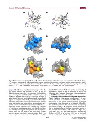 (Figure 3D).16
From an overall perspective, only 2 out of the
132 initially prepared ShK analogues, 49 and 122, met the
following success criteria: (1) <500 pM potent Kv1.3 inhibitor,
(2) 5-fold or greater selectivity for Kv1.3 over Kv1.1, and (3)
<1000 pM inhibitor of IL-2 and IFN-γ cytokine secretion in
whole blood. These two novel lead compounds, not predicted
a priori by computational methods,20
were identiﬁed only by a
systematic approach that scanned the entire molecule multiple
times with amino acids with diﬀerent physicochemical pro-
perties, not just alanine. Furthermore, a consensus list of Kv1.3-
interacting residues within ShK was identiﬁed with a number
of positions not immediately apparent from the Ala scan alone
and only by balancing the ﬁndings from the electrophysio-
logical assays with the results of the whole-blood cytokine
secretion assays. Importantly, selectivity against Kv1.1 was
obtained by substitution at positions not identiﬁed as critical for
Kv1.3 inhibitory activity. Aside from a better understanding of
which surface regions of ShK are important for activity and
selectivity, MAPS analoging also provided a more detailed view
of the SAR at each amino acid position.
Structure−Function Relationships of Kv1.3 Inhibitory
Toxin Peptides. Using racemic crystallography,27
we were
able to solve the X-ray crystal structure of 122 at 1.2 Å resolu-
tion (Figure 4). The peptide analogue consists of an extended
conformation at the N-terminus up to residue 8, followed by
two interlocking turns and then two short helices encompassing
residues 12−19 and 21−24. Substitution of lysine at position 16
had no signiﬁcant eﬀect on the local conformation relative to
the wild-type ShK structure.19a
ShK residues Ile7
, Arg11
, Ser20
,
Met21
, Lys22
, Tyr23
, and Phe27
, each identiﬁed as important for
binding to Kv1.3 by an observed >20× loss in functional
activity for at least three MAPS analogues, cluster in the tertiary
Figure 4. Crystal structure of [Lys16]ShK. (A, B) 122 with side chains rendered as sticks and backbone secondary structure indicated with ribbons.
(C−F) Surface rendering of 122 with residues colored according to putative interaction with Kv1.3 during binding. Blue indicates direct contact;
yellow and orange residues make peripheral contact, with yellow substitutions aﬀecting selectivity and orange substitutions impacting selectivity and
potency. (A, C, E) View of the putative binding interface of the peptide. (B, D, F) Side view with Lys22
facing downward.
Journal of Medicinal Chemistry Article
DOI: 10.1021/acs.jmedchem.5b00495
J. Med. Chem. 2015, 58, 6784−6802
6790
 
