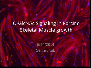 O-GlcNAc Signaling in Porcine
Skeletal Muscle growth
6/24/2014
Gerrard Lab
 